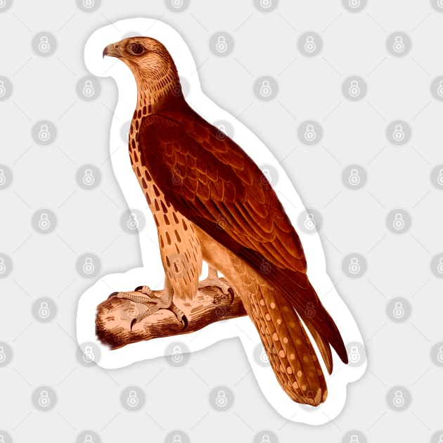 Cherrug Falcon lava Sticker by Unalome_Designs